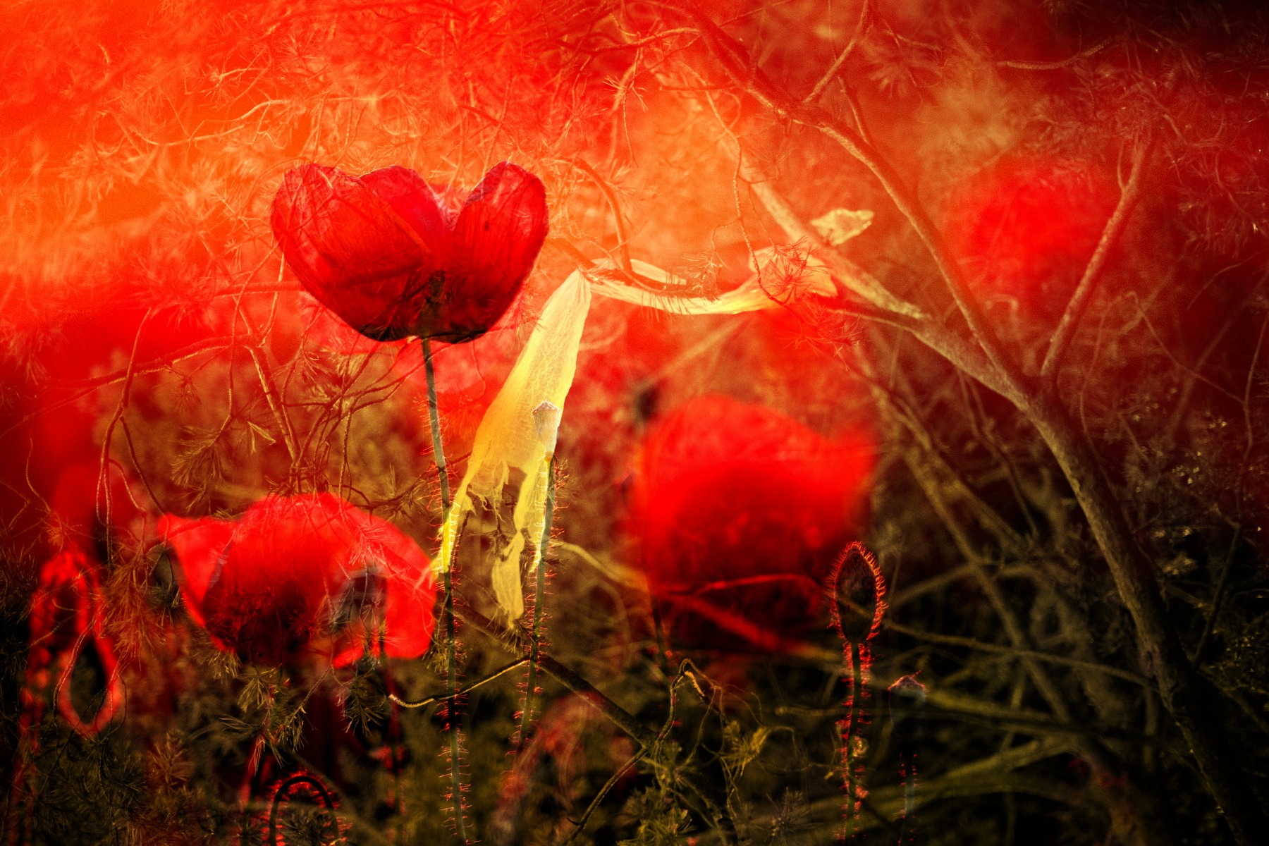 ImageSwapp 9
